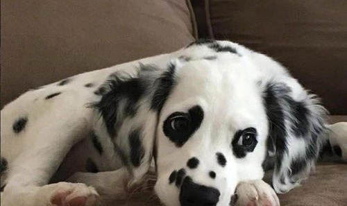 请问幼犬可以吃桃子么?