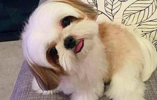 西施犬小时候是卷毛还是直毛