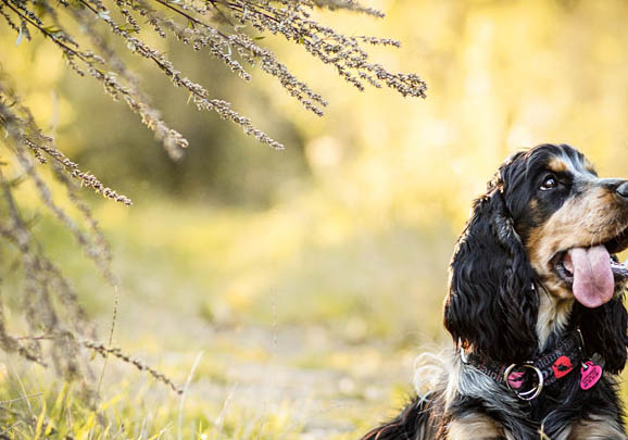 英国可卡犬干咳的原因及处理方法