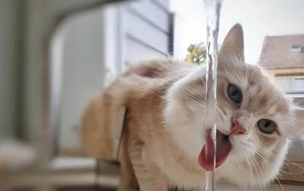小猫咪的肚子很大是什么原因?