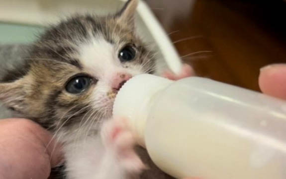 小猫溶血症症状