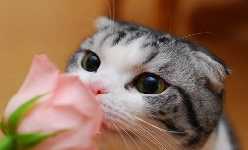 猫尿道炎呕吐不吃不喝