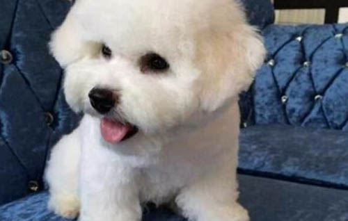 狗狗突然很黏人是什么原因?