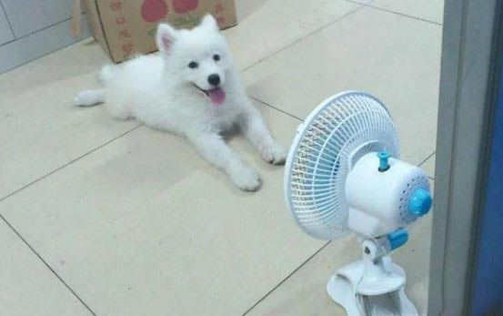 狗狗分娩前需要准备什么