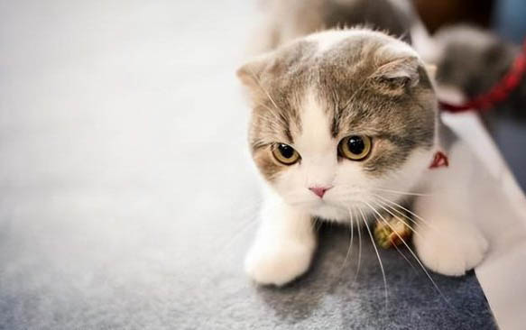 请问猫咪呕吐的原因及处理方法?