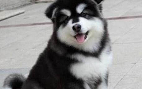 阿拉斯加犬多大可以吃成犬粮了