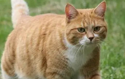 橘猫为什么容易胖