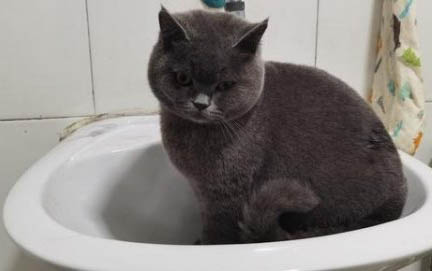 怎么帮助胖猫减肥