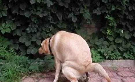 淘宝上买狗应注意什么