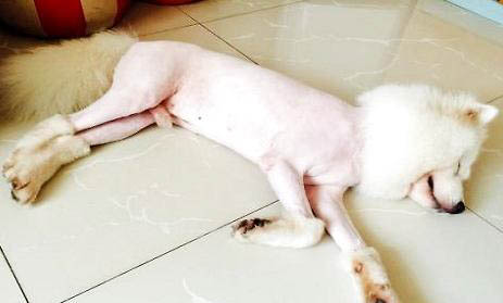 狗感冒会测试出犬瘟吗