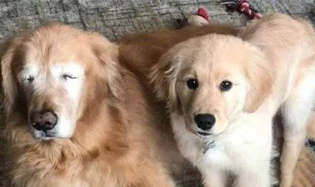 犬舍买的狗疫苗要不要重新打