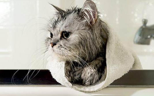 小猫只喝水不吃东西精神不好是怎么了
