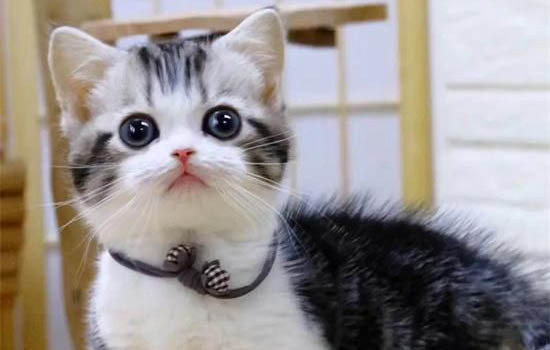 猫咪吃猫条拉肚子怎么办?