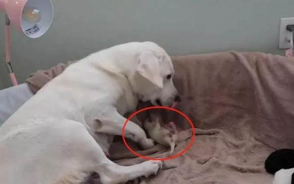拉布拉多犬有几种颜色的