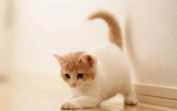 猫咪怀孕了具体的表现是