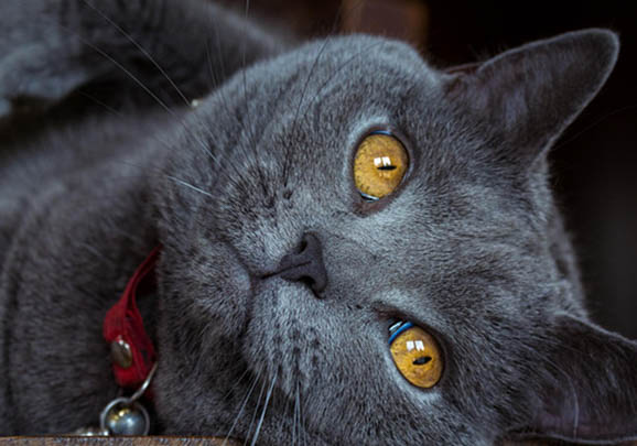 沙特尔猫脱毛的原因及处理方法