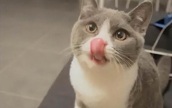 猫吐黄水拉肚子，怎么办？