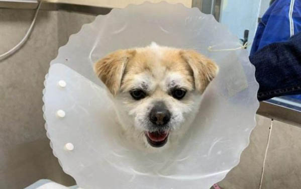 狗狗狂犬病症状表现