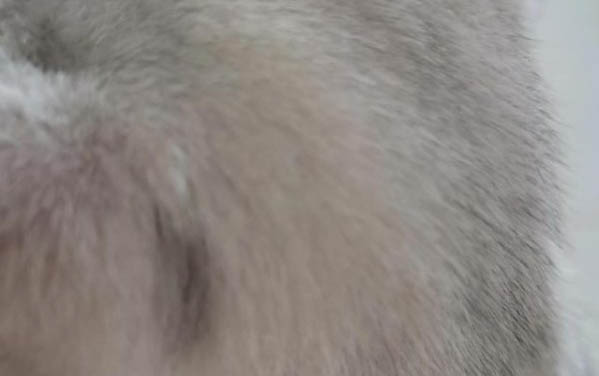 小猫长癣是什么原因怎么治疗
