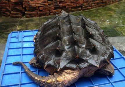 大鳄龟能活多久