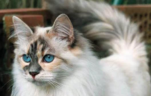 猫咪换毛期得多久