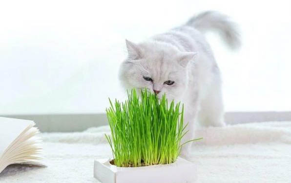 新生小猫嘴巴吐粘液是什么原因