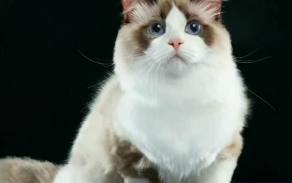 重点布偶猫的外貌特征是什么样的