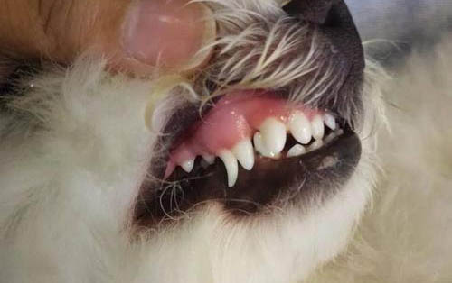 狗的肠炎土方法怎么治