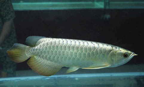 银龙鱼不吃食能活多久