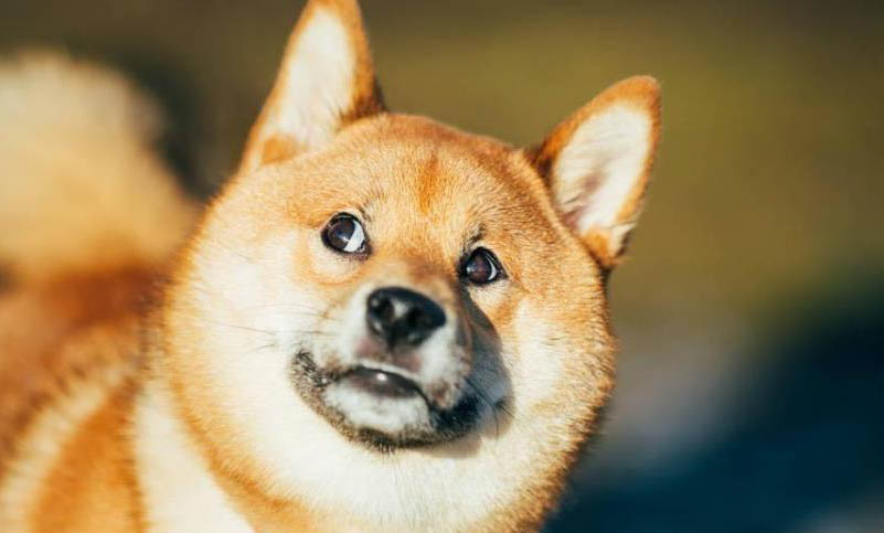 狗狗能不能吃软籽石榴