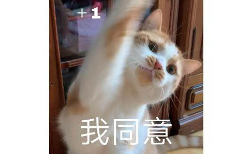 猫咪安乐死多少钱一针