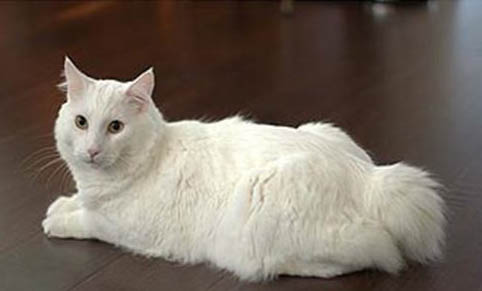 猫咪拉稀便便里还有血是什么原因引起的