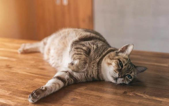 小猫长期发作应激反应多久能好