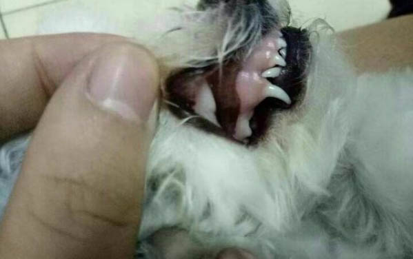 狗狗为什么被蚊子咬了
