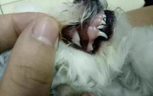 狗狗洗完澡一直挠