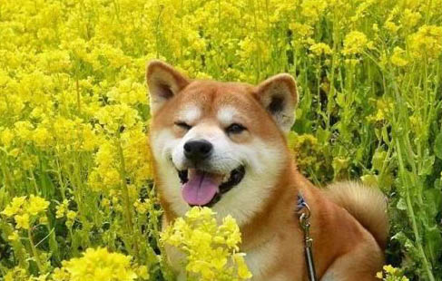 狗感冒会测试出犬瘟吗
