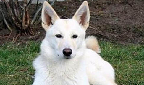 卡南犬真菌感染的原因及处理方法