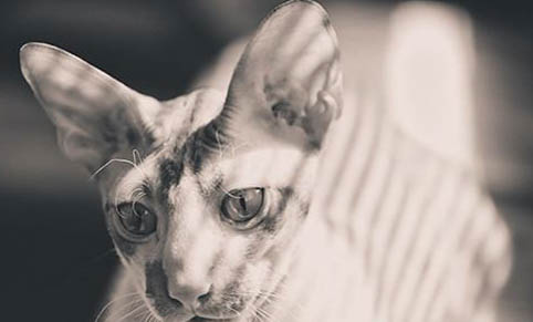 猫咪身体硬了凉了还能活吗