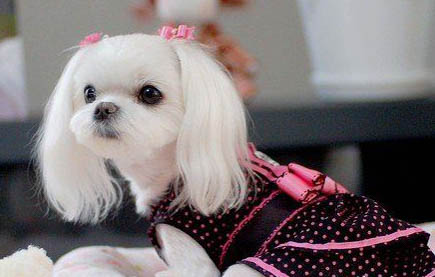 棉花面纱犬哪里有卖