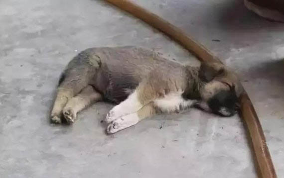 狗窝和狗垫子哪个好