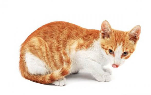 小猫眼屎多的原因及处理方法