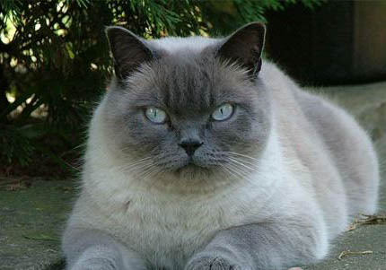 东奇尼猫打嗝的原因及处理方法