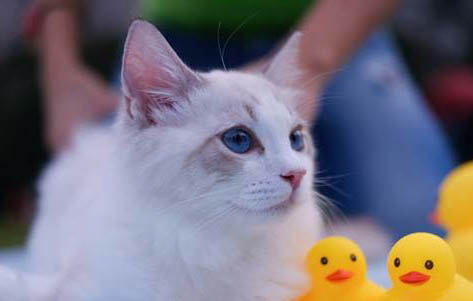 猫咪绝育了还会叫吗