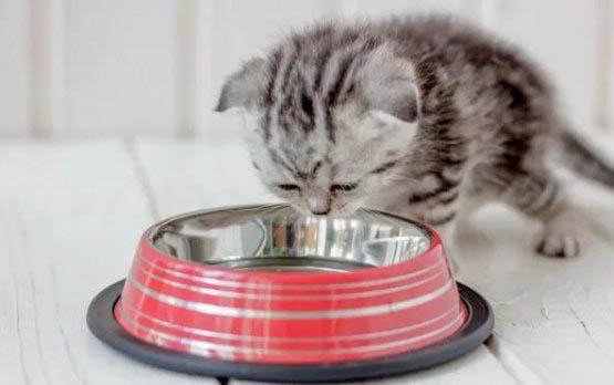 小猫总是生病怎么办