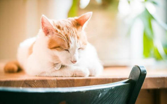 猫需要挤肛门腺