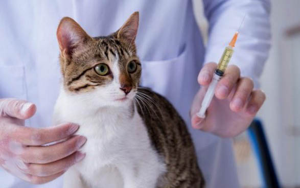 小猫需要打什么疫苗，猫三联和狂犬病疫苗必不可少