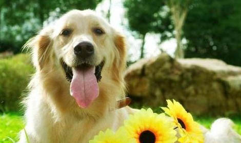 奇努克犬怎么判断生病了