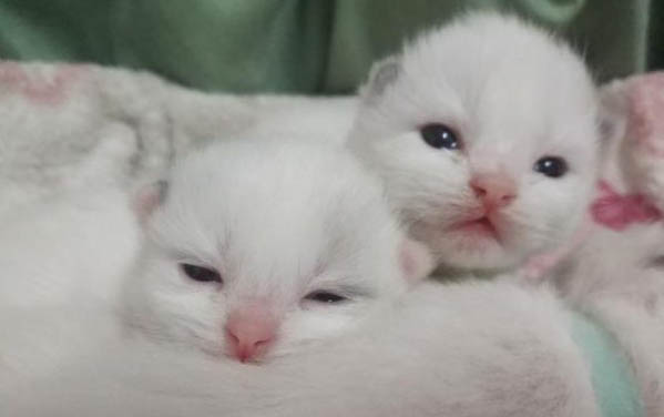 怎么才可以让小猫不咬人
