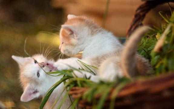 小猫一只眼睛有脓黄眼屎是什么原因