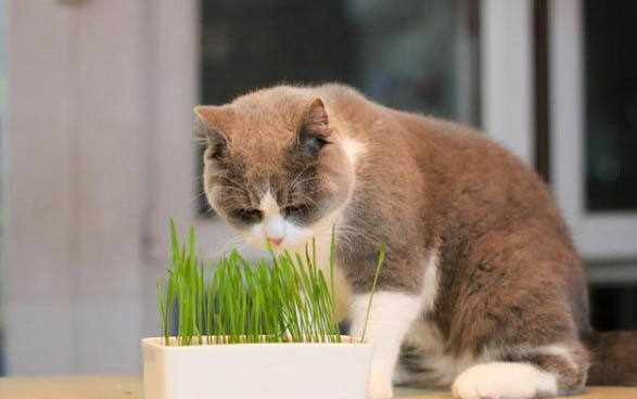 猫咪老是呕吐是什么原因啊?
